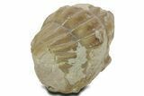 Bargain, Enrolled Asaphus Trilobite - Russia #363107-2